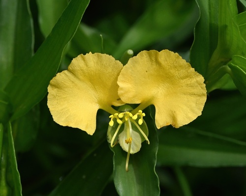 African Yellow Dayflower