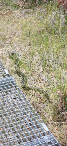 Diamond Python sighting