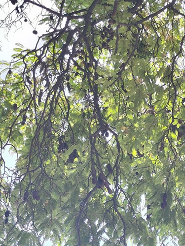Tamarind
