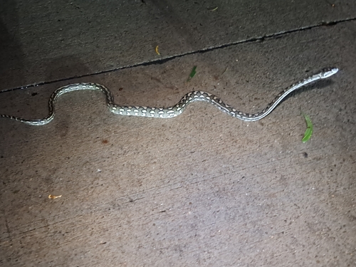 Coastal Carpet Python sighting