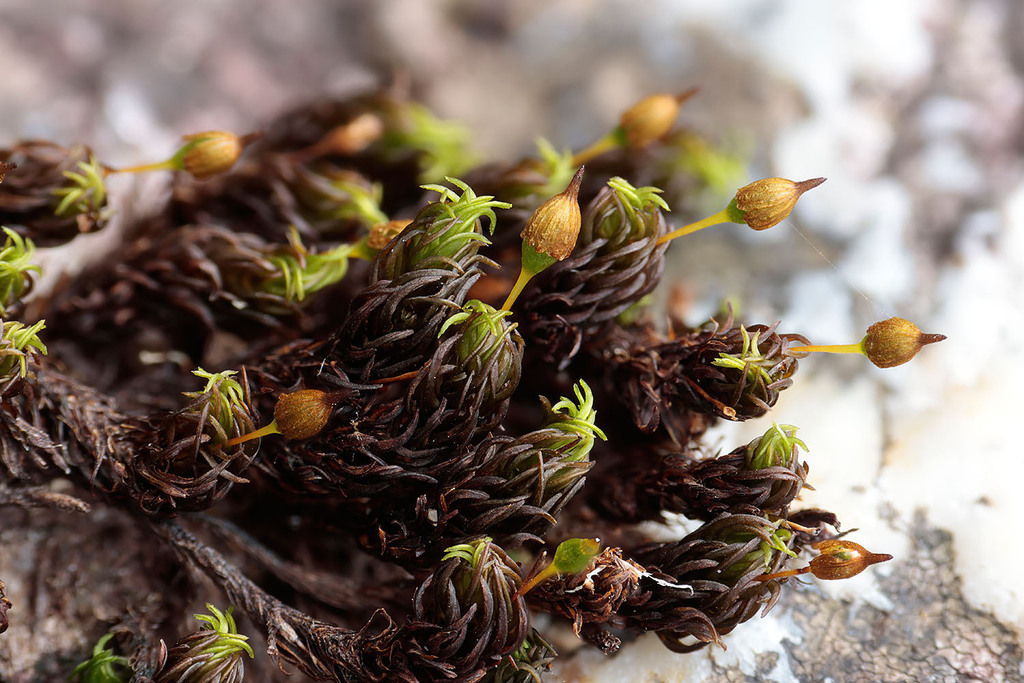 Ptychomitrium dentatum (Ptychomitrium dentatum)