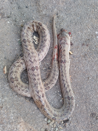 Small-banded Kukri Snake