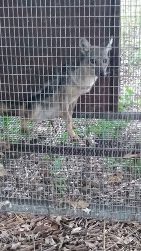 Side-striped Jackal