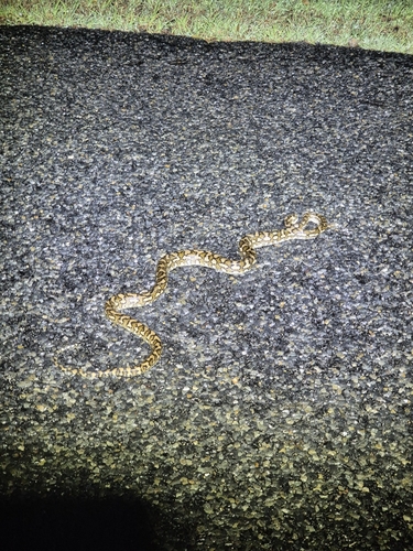 Coastal Carpet Python sighting