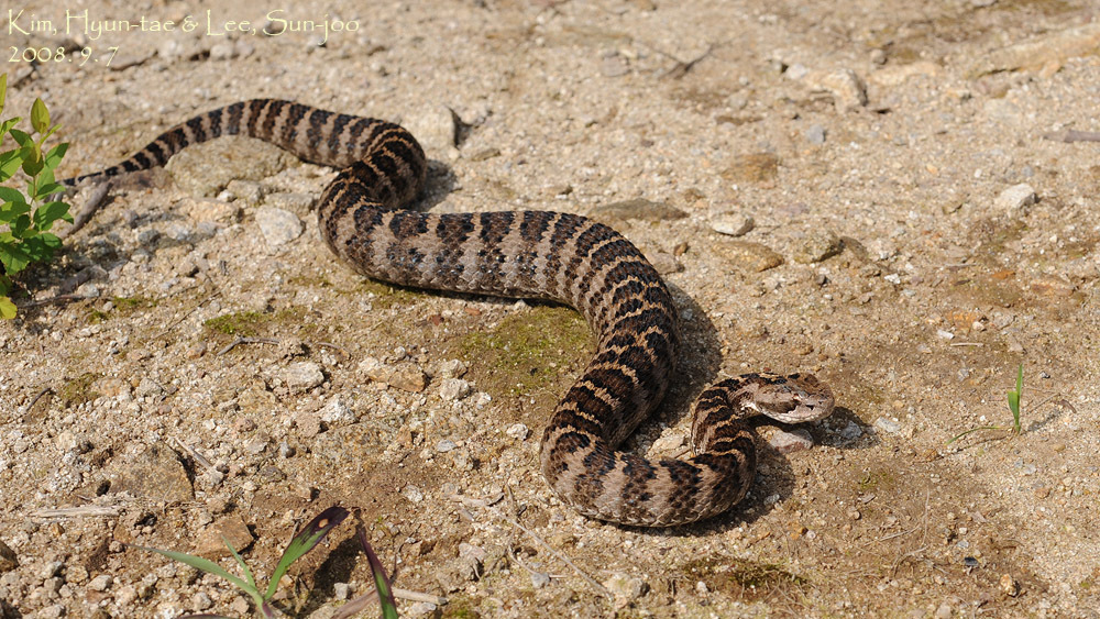 Photos of Central Asian Pitviper (Gloydius intermedius) · iNaturalist