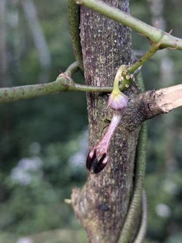 Ceropegia maculata