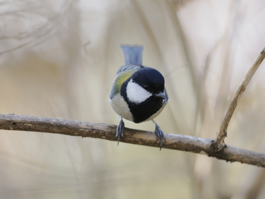 Parus cinereus minor in December 2024 by S. Dowell · iNaturalist
