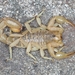 Stripe-tailed Scorpion - Photo (c) Chris Benesh, all rights reserved, uploaded by Chris Benesh