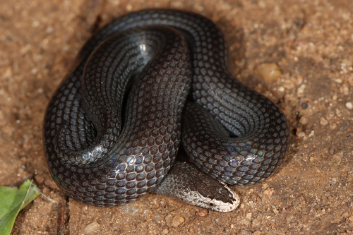 Dwarf Wolf Snake