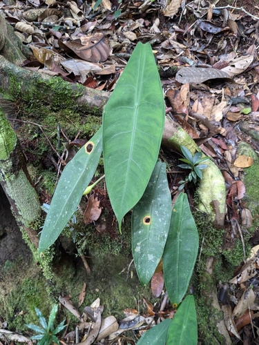 Alocasia peltata