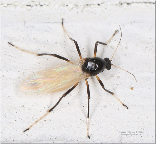Probezzia albiventris