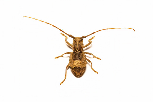 Oriaethus longicornis