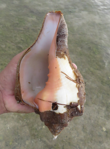 West Indian Chank Shell