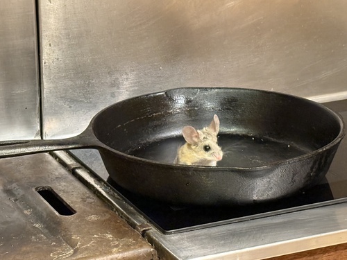 iNaturalist observation photo of North American Deer Mice