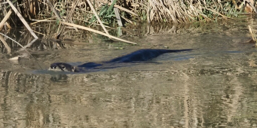 North American River Otter in January 2025 by RC · iNaturalist