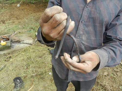 Highland Earth Snake