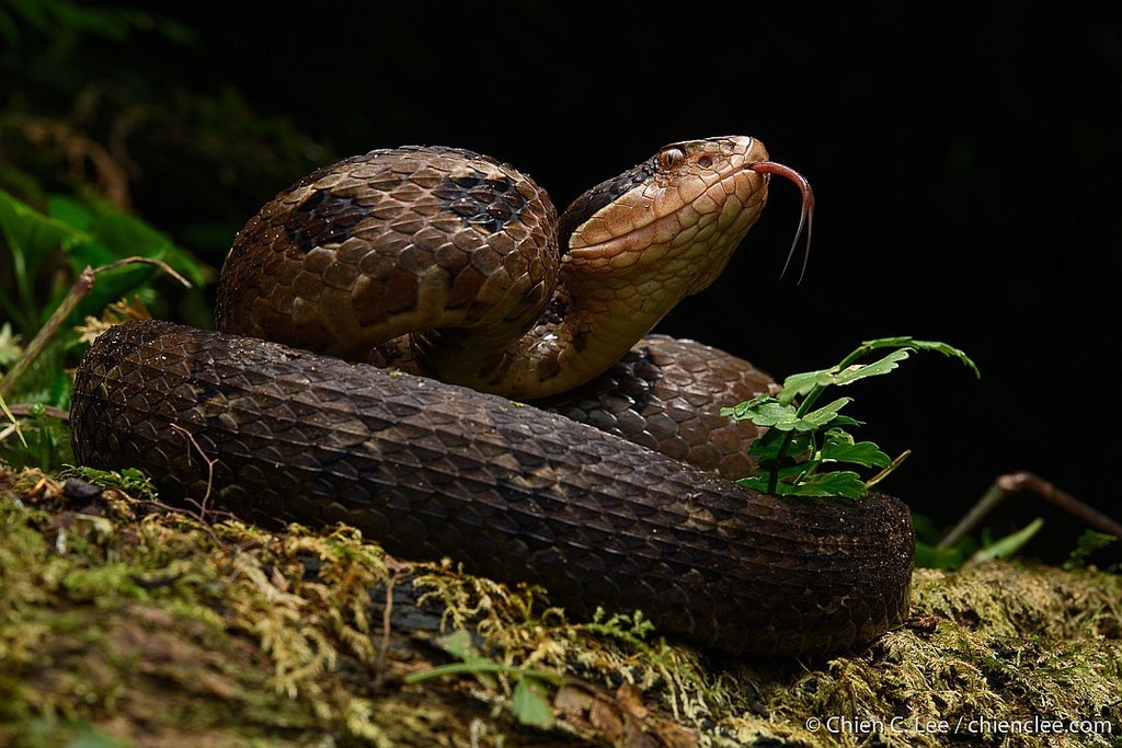 Godman's Montane Pit Viper (Cerrophidion godmani)