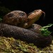 Godman's Montane Pit Viper - Photo (c) Chien Lee, all rights reserved, uploaded by Chien Lee