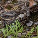 Diabolical Nightjar - Photo (c) Chien Lee, all rights reserved, uploaded by Chien Lee