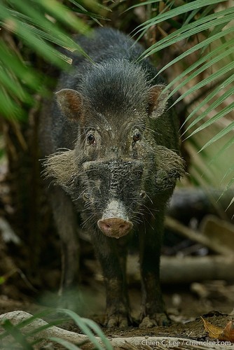 Sulawesi Warty Pig - Photo (c) Chien Lee, all rights reserved, uploaded by Chien Lee