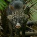 Sulawesi Warty Pig - Photo (c) Chien Lee, all rights reserved, uploaded by Chien Lee
