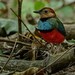 Sulawesi Pitta - Photo (c) Chien Lee, all rights reserved, uploaded by Chien Lee