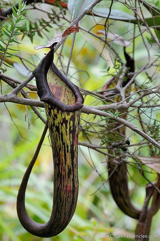 Planta jarra