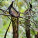 Nepenthes faizaliana - Photo 由 Chien Lee 所上傳的 (c) Chien Lee，保留所有權利
