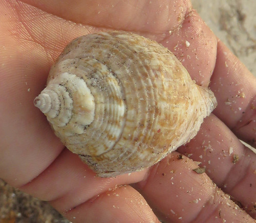 Milk Conch