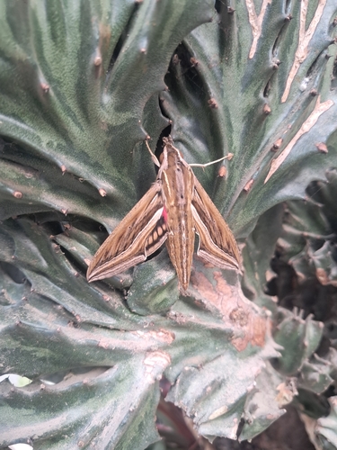 Vine Hawkmoth