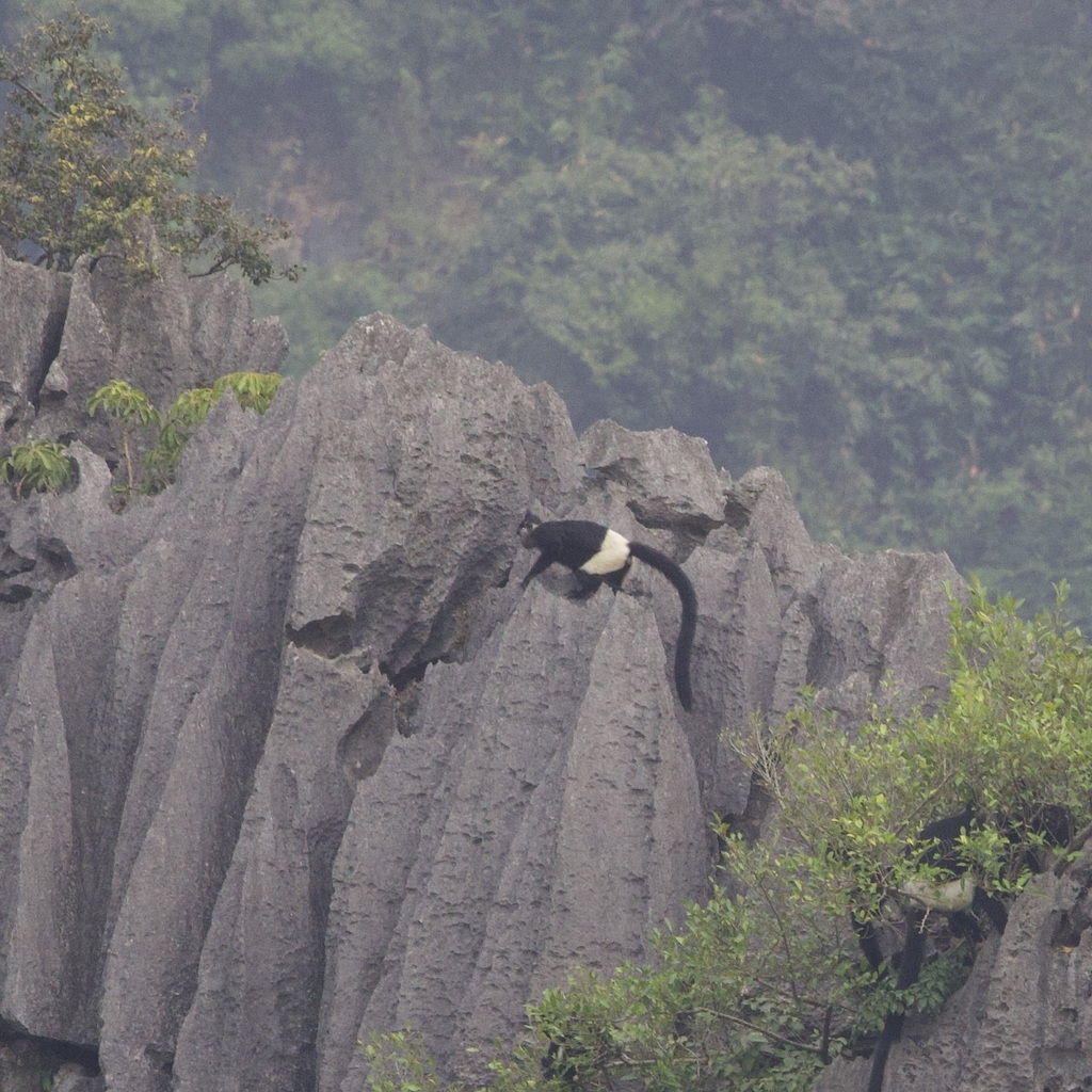 Rand Rudland Delacour's Lutung in November 2024 by Rand Rudland · iNaturalist