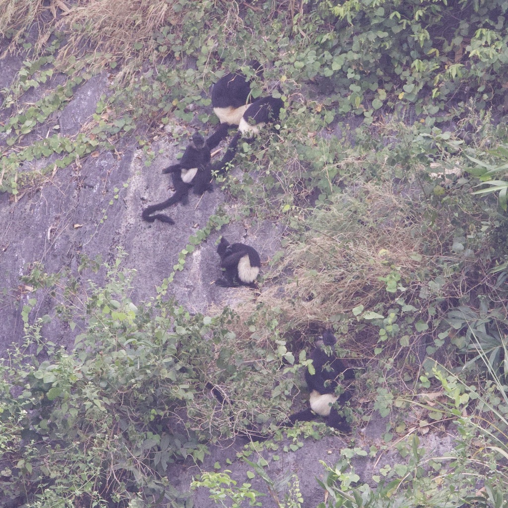 Rand Rudland Delacour's Lutung in November 2024 by Rand Rudland · iNaturalist