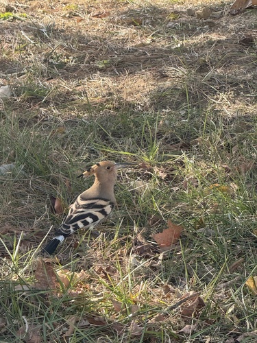 Common Hoopoe
