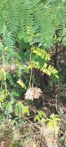 rosary pea