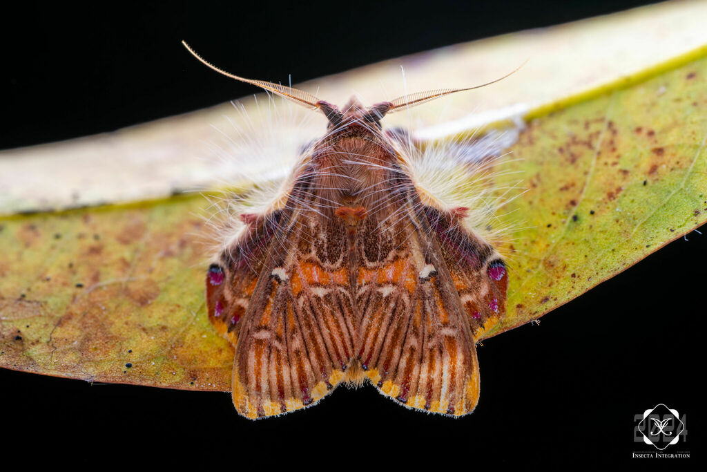 Walker's Moth from 哥斯达黎加埃雷迪亚萨拉皮基 on December 26, 2024 at 09:36 PM by ...