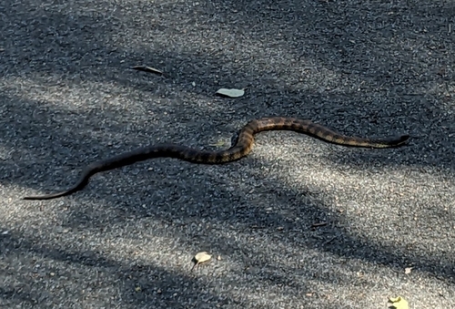 Tiger Snake sighting