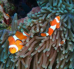 Ocellaris Clownfish