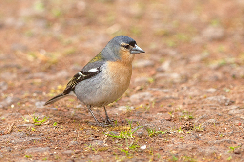 Azores Chaffinch