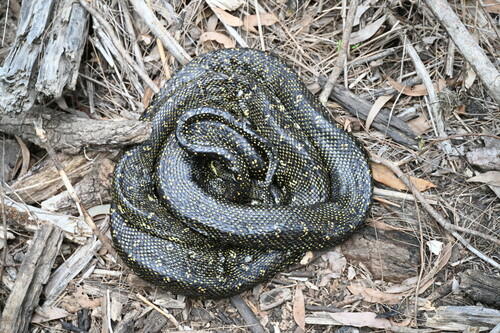 Diamond Python sighting