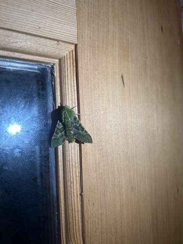 iNaturalist observation photo of Pacific Green Sphinx