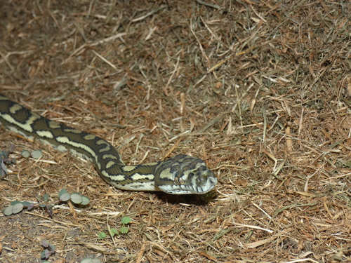 Coastal Carpet Python sighting