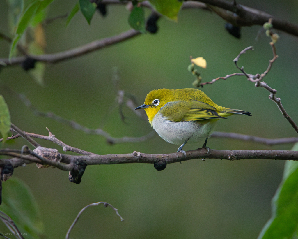 Everett's White-eye (Zosterops everetti) photo