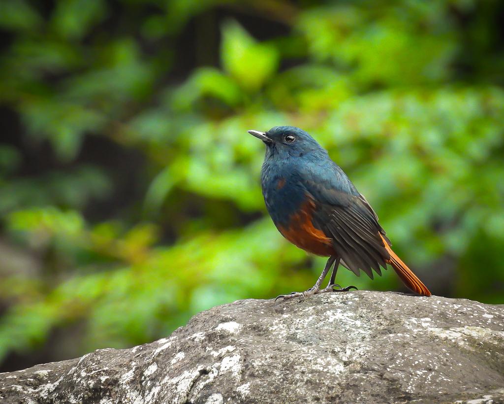 Luzon Redstart (Phoenicurus bicolor) photo
