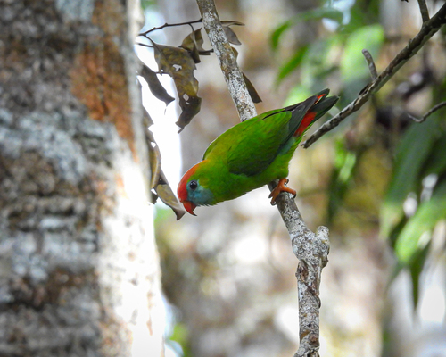 Philippine Hanging-Parrot