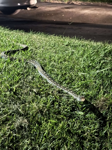 Coastal Carpet Python sighting