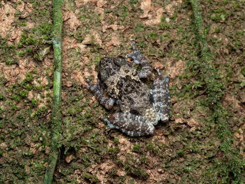 Tonkin Bug-eyed Frog
