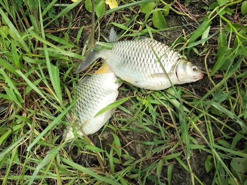 Java Barb