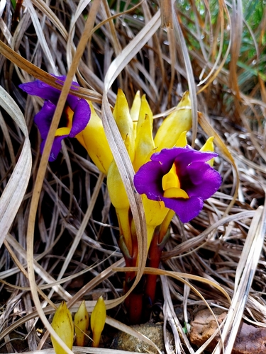 Aeginetia pedunculata