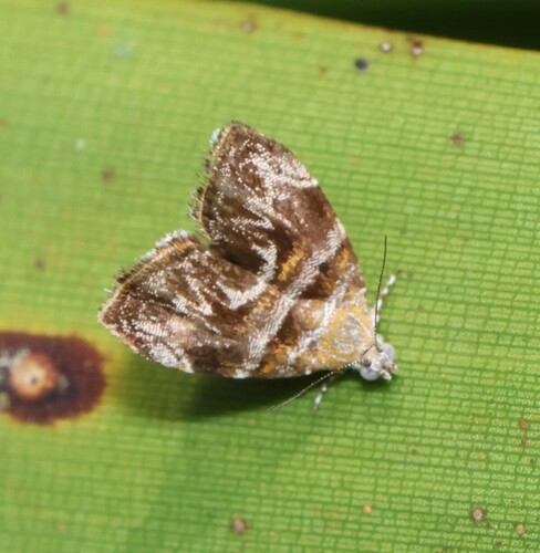 Choreutis orthogona