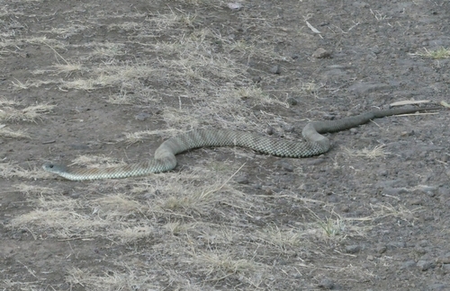 Tiger Snake sighting